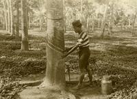 KITLV A891 - Tappen van rubber op een onderneming van het  Nederlandsch-Indisch Land Syndikaat aan de Oostkust van Sumatra | Digital  Collections