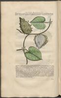 Historiae naturalis Brasiliae_0170