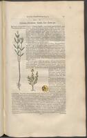 Historiae naturalis Brasiliae_0171