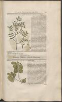 Historiae naturalis Brasiliae_0263