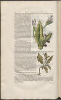 Historiae naturalis Brasiliae_0174