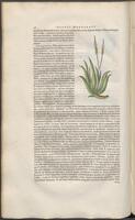 Historiae naturalis Brasiliae_0188