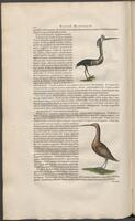 Historiae naturalis Brasiliae_0360