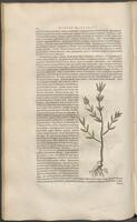 Historiae naturalis Brasiliae_0208