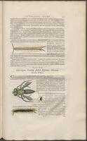 Historiae naturalis Brasiliae_0403