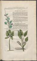 Historiae naturalis Brasiliae_0121