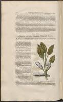 Historiae naturalis Brasiliae_0256