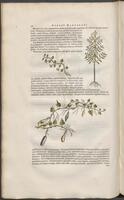Historiae naturalis Brasiliae_0166
