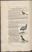 Historiae naturalis Brasiliae_0342