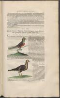 Historiae naturalis Brasiliae_0361