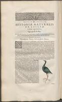 Historiae naturalis Brasiliae_0340