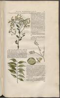 Historiae naturalis Brasiliae_0231
