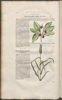 Historiae naturalis Brasiliae_0138