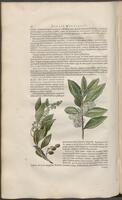 Historiae naturalis Brasiliae_0226