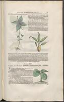 Historiae naturalis Brasiliae_0185