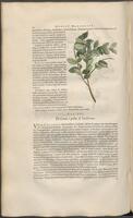 Historiae naturalis Brasiliae_0232