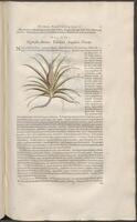 Historiae naturalis Brasiliae_0183
