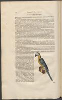 Historiae naturalis Brasiliae_0356