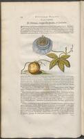 Historiae naturalis Brasiliae_0124