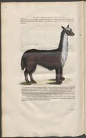Historiae naturalis Brasiliae_0394