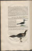 Historiae naturalis Brasiliae_0344