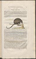Historiae naturalis Brasiliae_0383