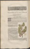 Historiae naturalis Brasiliae_0240