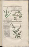 Historiae naturalis Brasiliae_0229