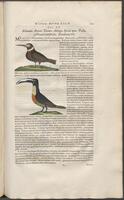 Historiae naturalis Brasiliae_0367