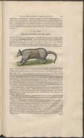 Historiae naturalis Brasiliae_0381