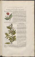 Historiae naturalis Brasiliae_0139